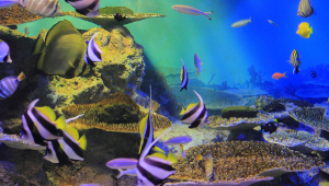 小さな魚、熱帯魚